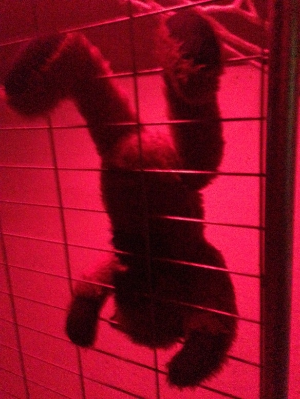 A teddy bear crawling along a metal grid with red back lights, a bit creepy or funny, I'm not sure which