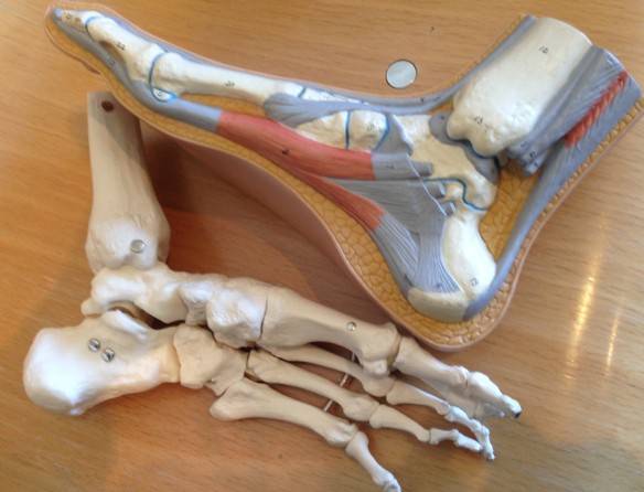 Medical models of two feet, one with veins and tendons on cross section, and the other a skeleton
